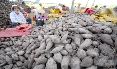 10.000 tấn khoai lang Vĩnh Long đủ tiêu chuẩn xuất chính ngạch