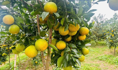 Ước thu 210 tỷ đồng từ 2.500 tấn cam giòn