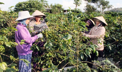 Cần đẩy mạnh việc tái canh cây cà phê tại Quảng Trị