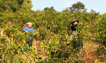 Chè Shan tuyết được giá, tiêu thụ tốt