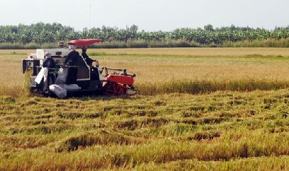 Bạc Liêu nhờ Hậu Giang, Sóc Trăng hỗ trợ thu hoạch lúa hè thu