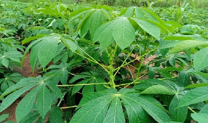 Bất lực trước hàng ngàn ha sắn bị bệnh khảm lá