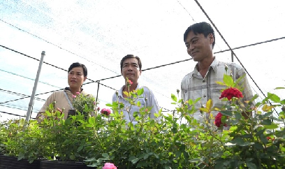 Tổ hợp tác nâng thương hiệu hoa hồng Sa Đéc