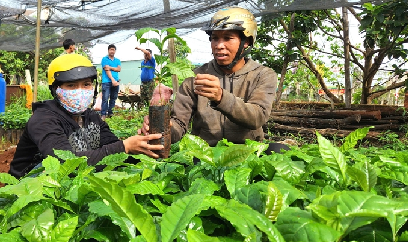 Gia Lai ổn định diện tích 100 nghìn ha cà phê, thâm canh bền vững