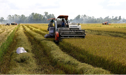 Hơn 700.000ha lúa miền Tây chín rục, trái cây rẻ bèo thiếu người mua, gỡ gấp cách nào?