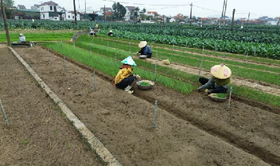 Rộn ràng trên cánh đồng xuân