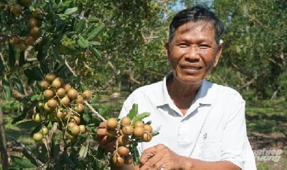 TP.HCM cho phép chuyển đổi đất trồng lúa sang nhiều loại cây trồng lâu năm