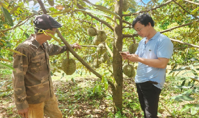 Gia Lai đẩy nhanh chiến dịch cấp mã số vùng trồng