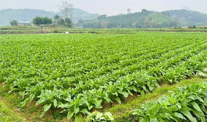 Cây thuốc lá cho thu nhập 100 - 150 triệu đồng/ha
