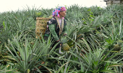 Điện Biên triển khai nhiều nghiên cứu, ứng dụng khoa học công nghệ nông nghiệp