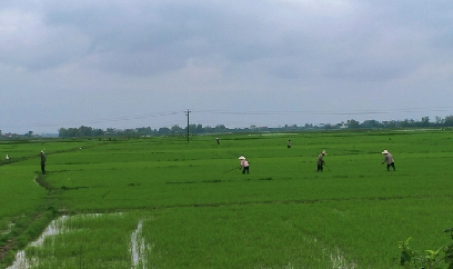 Thời tiết bất lợi nguy cơ phát sinh sâu bệnh hại lúa