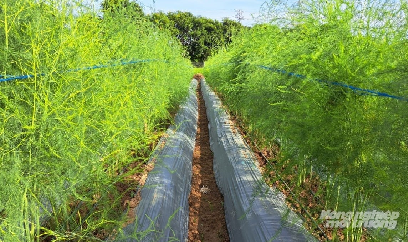 Duyên hải Nam Trung bộ và Tây Nguyên chuyển đổi hơn 12 ngàn ha cây trồng