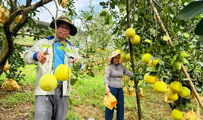 Khẩn trương thu hoạch 'đệ nhất danh quả' né mùa mưa bão, đón rằm tháng 7