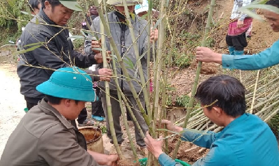 Người dân thôn cao nhất Việt Nam háo hức trồng trúc xào