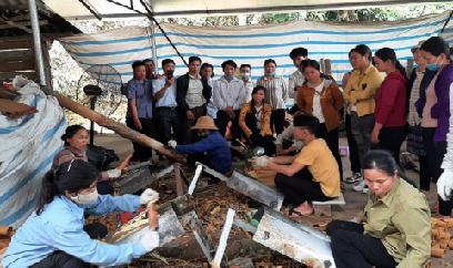 Tập huấn sơ chế quế, đáp ứng nhu cầu doanh nghiệp