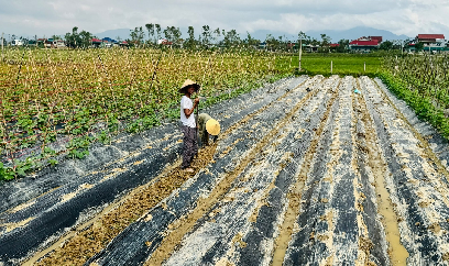 Tăng tốc sản xuất vụ đông để bù đắp thiệt hại bão lũ