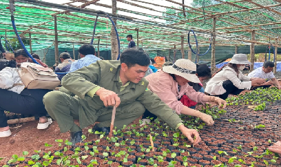 300 người cùng đóng bầu 300.000 cây giống cà phê hỗ trợ đồng bào Xơ Đăng