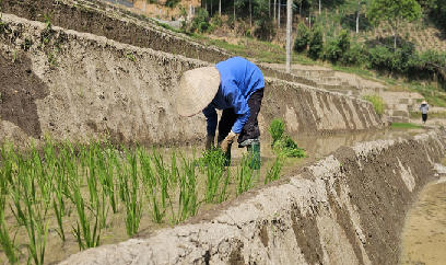 Hạn kéo dài, ưu tiên nước cho sản xuất lúa một vụ ở vùng cao