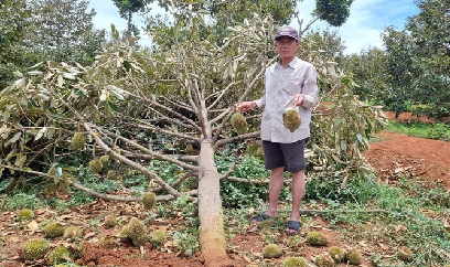 Mưa dông khiến nhiều diện tích sầu riêng bị gãy đổ, rụng quả la liệt