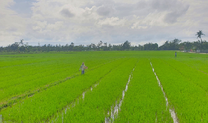 Lúa đông xuân sinh trưởng gặp nhiều bất lợi