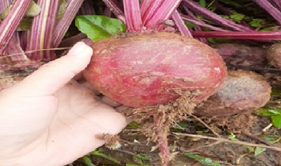 Củ dền đỏ, cây trồng mới trên vùng cao