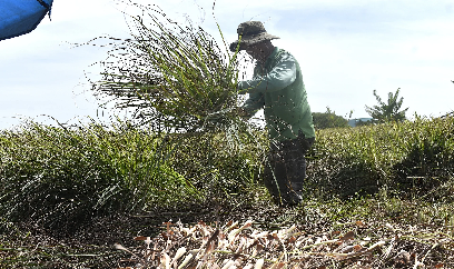 Chuyển lúa sang sả, nông dân cười hỉ hả