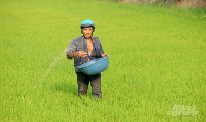Bão giá phân bón và cách sử dụng phân bón hiệu quả