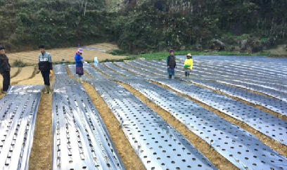 Lùng Phình rộn rã mùa trồng cây dược liệu