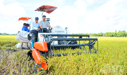 Lúa hè thu lợi nhuận tăng 5 - 8 triệu đồng so với cùng kỳ năm trước