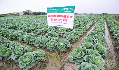 Tăng diện tích trồng rau ăn lá đáp ứng nhu cầu trong dịch Covid-19