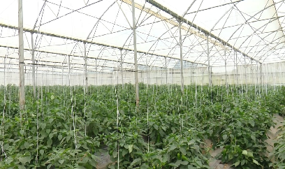 Trồng rau trong nhà màng: Đầu tư lớn, lợi nhuận cao