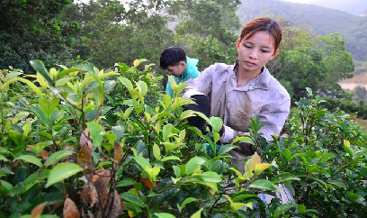 Làm giàu từ thứ cây đàn trâu tranh nhau ăn trên rừng