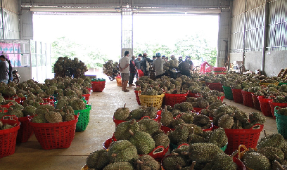 Đề nghị hỗ trợ tiêu thụ nông sản Lâm Đồng