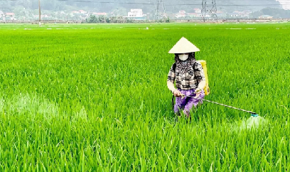 Rủi ro thời tiết, sâu bệnh dồn vào giai đoạn trỗ lúa đông xuân