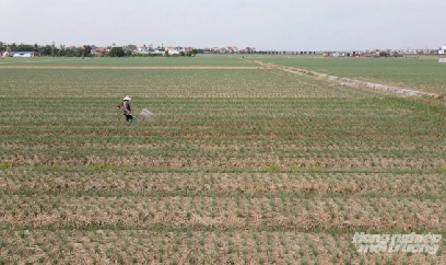 Doanh nghiệp dẫn dắt áp dụng IPHM cho vựa hành tỏi, hướng tới xuất khẩu