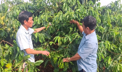Những vườn cà phê 30 tấn ở Gia Lai