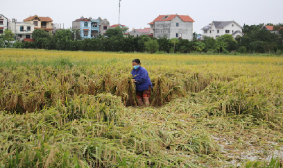 Cuống cuồng gặt lúa 'chạy mưa'