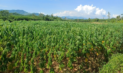 Bệnh khảm lá lây rộng, lan nhanh