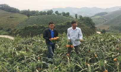 Nông nghiệp Lào Cai quyết 'đi sau, về trước'