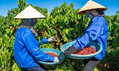 Xử lý nghiêm việc thu hái, mua bán cà phê non
