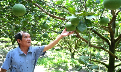 Nông dân Nghệ An thu hoạch ngô non sau bão