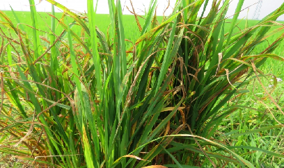 Quảng Bình ngăn chặn đạo ôn lây lan trên đồng ruộng