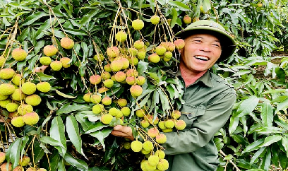 400ha vải chín sớm Phương Nam mang về 61 tỉ đồng