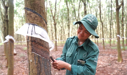 Giọt mủ trắng, tầm nhìn xanh