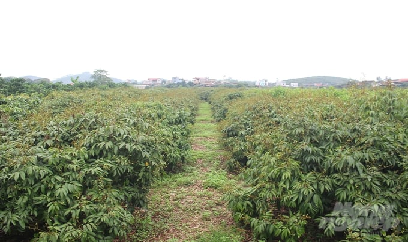 Vải thiều chính vụ 'tịt hoa', sản lượng dự kiến giảm 50%