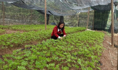 Sản xuất 10.000 cây giống tam thất bắc