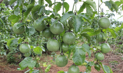 Tan giấc mộng chanh dây