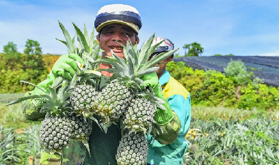 Xuất khẩu rau quả hướng đích 10 tỷ USD: Kỳ vọng và bài toán phát triển bền vững