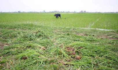 'Hiến kế' diệt lúa ma