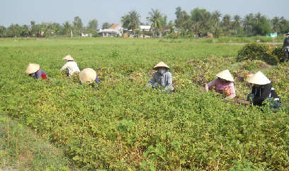 Đậu phụng tạo chỗ đứng ngày càng vững chắc